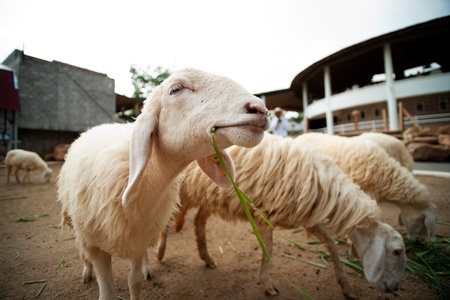 sheepの写真素材