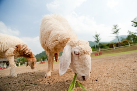 sheepの写真素材