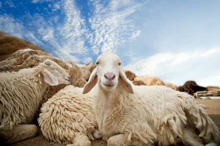 sheep and blue skyの写真素材