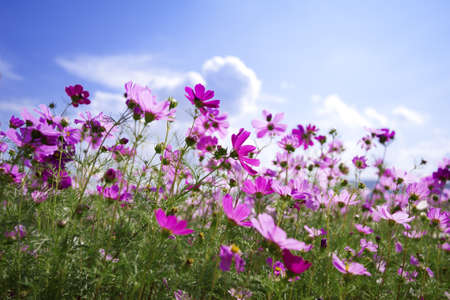 beautiful Purple flower and blue skyの写真素材