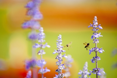 worker beesの写真素材