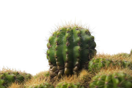 A little Cactusの写真素材