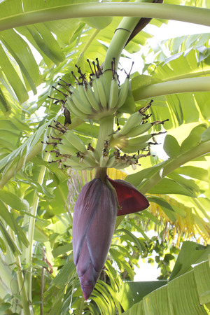 Banana Flower springの写真素材
