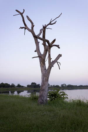 The dry treeの写真素材