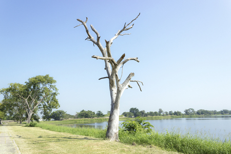 The dry treeの写真素材