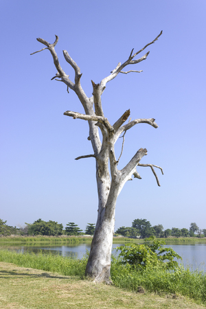 The dry treeの写真素材