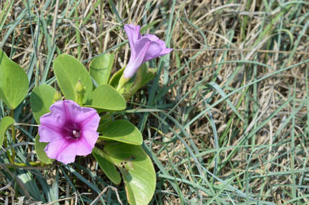 Purple flower blooming on  green grass の写真素材