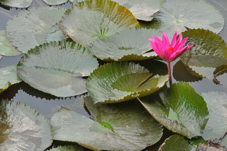 one pink lotus and leaves の写真素材