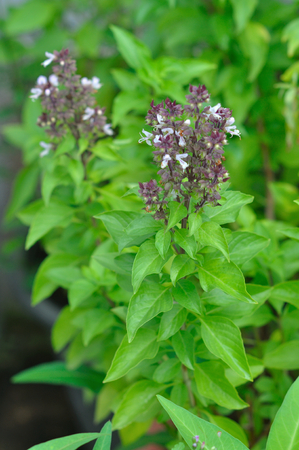 flower of sweet basil の写真素材