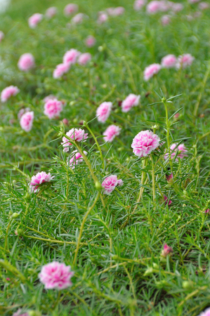 pink common purslane flower の写真素材