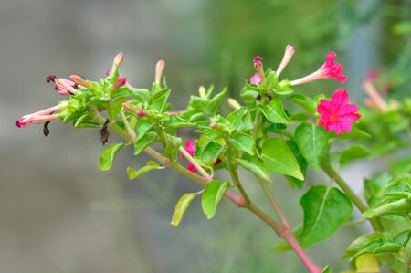 pink flower bouquet の写真素材