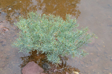 mangrove forestの写真素材