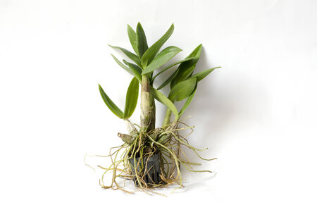Orchid Seedlingsの写真素材