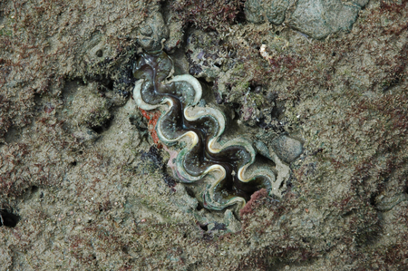 giant clamsの写真素材