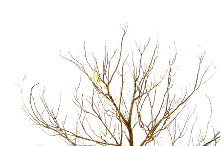 twigs dryの写真素材