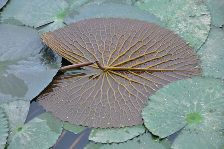 back leaf lotus on waterの写真素材