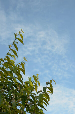 green tree on blue skyの写真素材