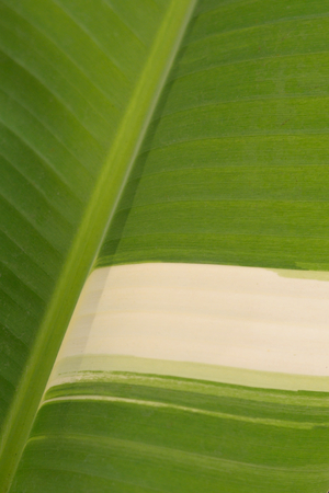 banana leaf in two color の写真素材
