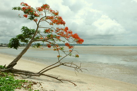 flame tree on beach wetlandsの写真素材