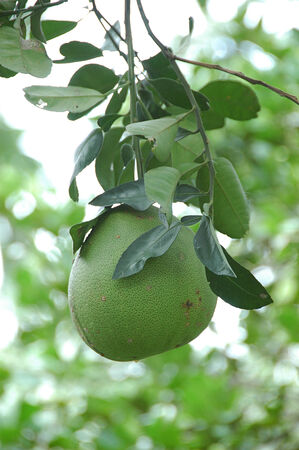 pomelo in gardenの写真素材