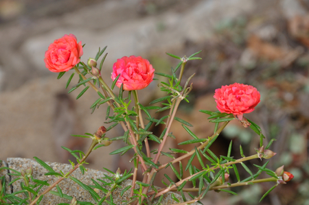 common purslane flower in gardenの写真素材