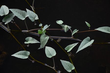 morning glory in sewageの写真素材