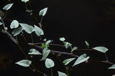 morning glory in sewageの写真素材