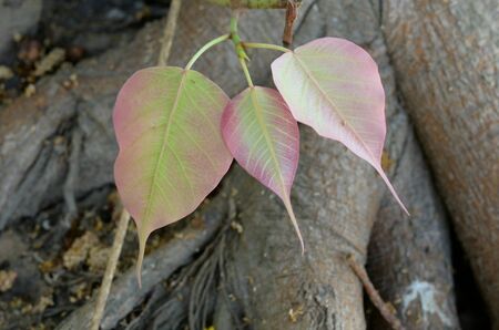 three ficus religiosa leaves in nature