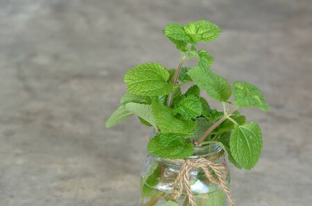 green plant in glass jarの写真素材