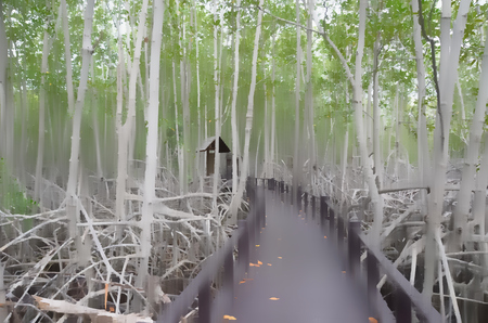 wood  way bridge at for  trail survey in mangrove forestの写真素材