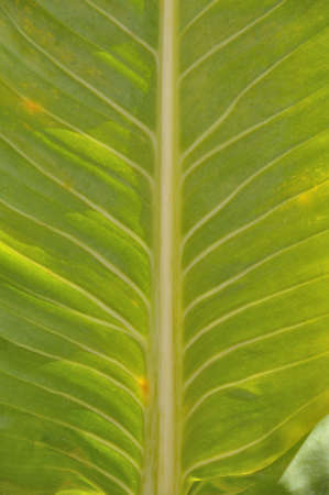leaf striped for pattern  background