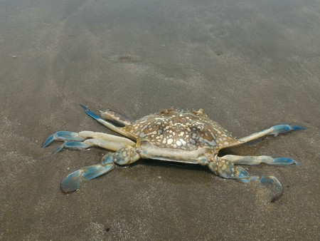 horseshoe  crab on beachの写真素材