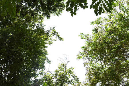 shape leaves on white skyの写真素材