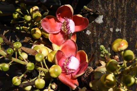 close up pink cannonball flower from the tree