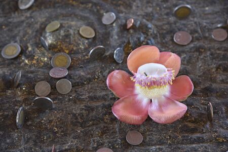 coin donation and pink cannonball flower on Buddha’s footprint