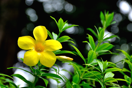 close up  yellow allamanda cathartica flower at gardenの写真素材