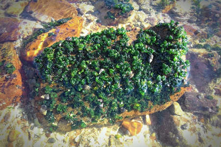 green alga on stone in seaside