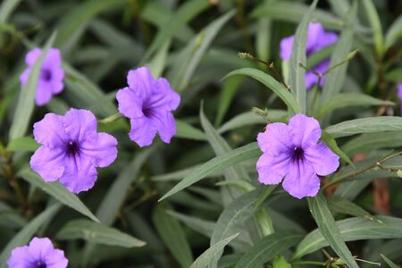 ruellia tuberosa flower in gardenの写真素材