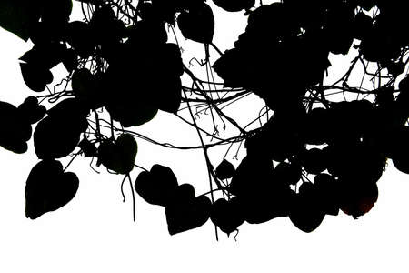 shape leaf on white backgroundの写真素材