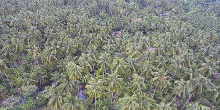 view aerial coconut tree in ruralの写真素材