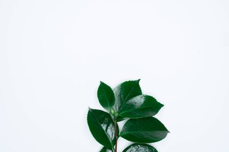 Green leaves on white background. Flat lay, top view, space.