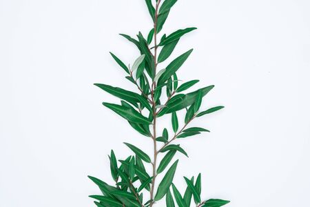 Green leaves on white background. Flat lay, top view, space.の写真素材