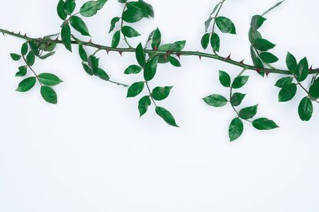Green leaves on white background. Flat lay, top view, space.の写真素材