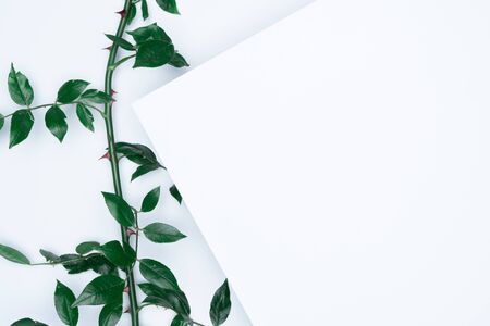 Black leaves on white background. Flat lay, top view, space.の写真素材