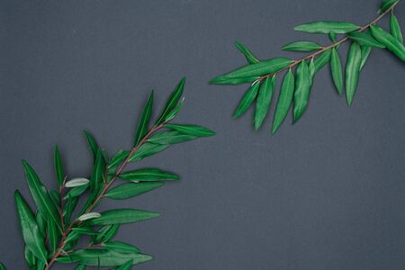 Green leaves on black background. Flat lay, top view, space.の写真素材