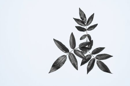 Black leaves on white background. Flat lay, top view, space.の写真素材