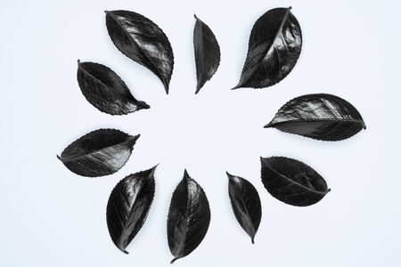 Black leaves on white background. Flat lay, top view, space.