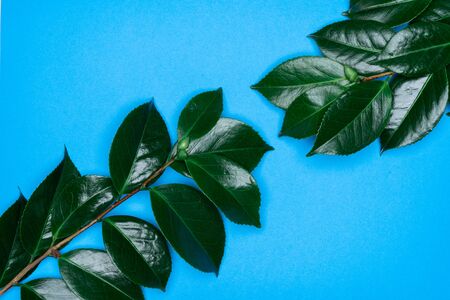 Green leaves on blue background. Flat lay, top view, space.の写真素材