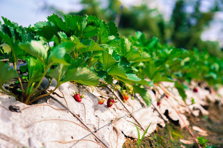 plants fresh strawberries at farmの写真素材