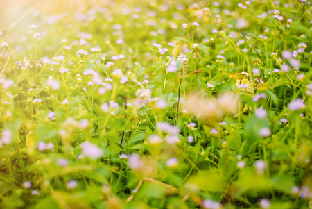 Summer background. purple flower with dew drops close-up. Flower with soft morning bokeh with lens flare.の写真素材